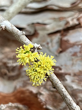 APII jpeg image of Xylosma maidenii  © contact APII